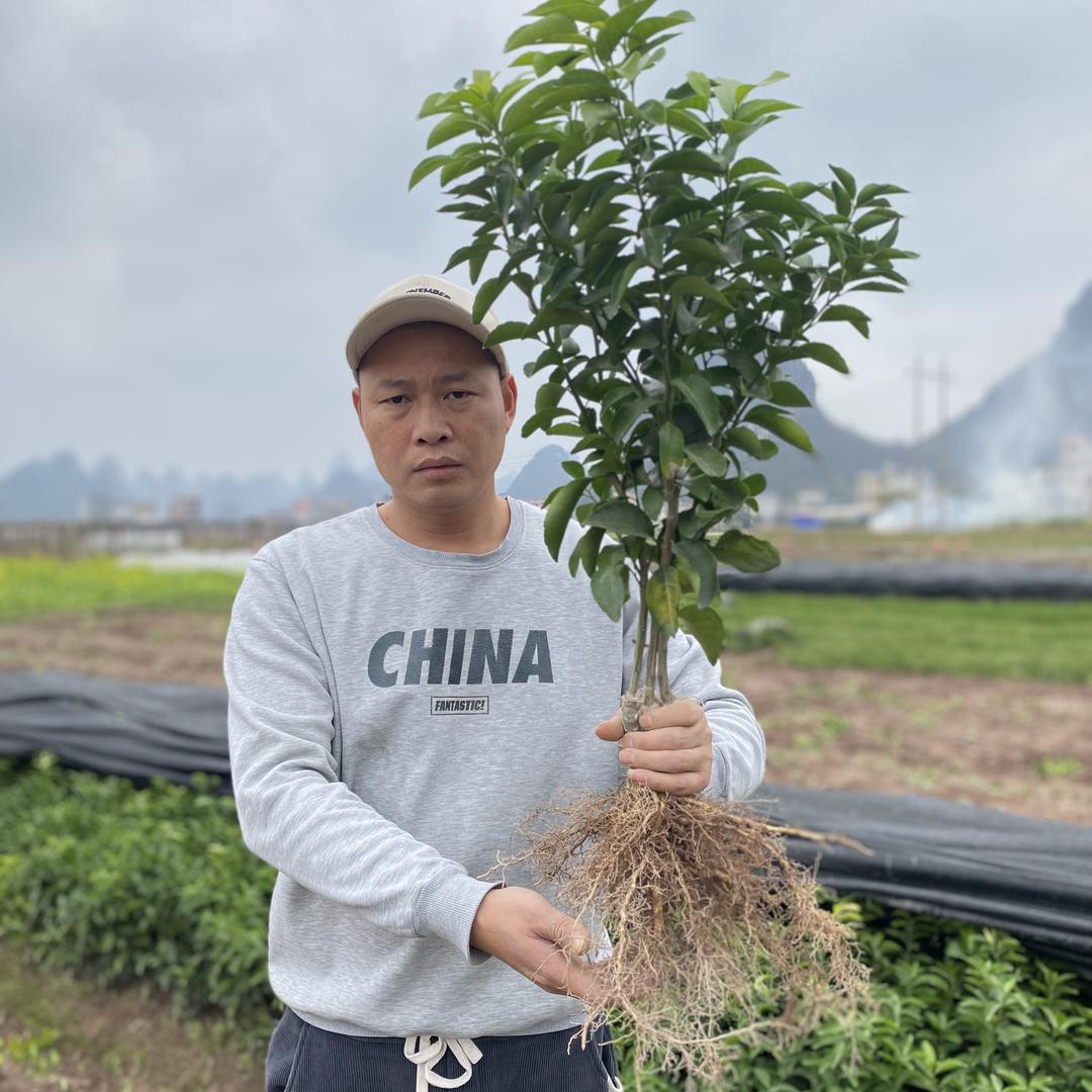 ZOCO绿诚果树苗木专卖店