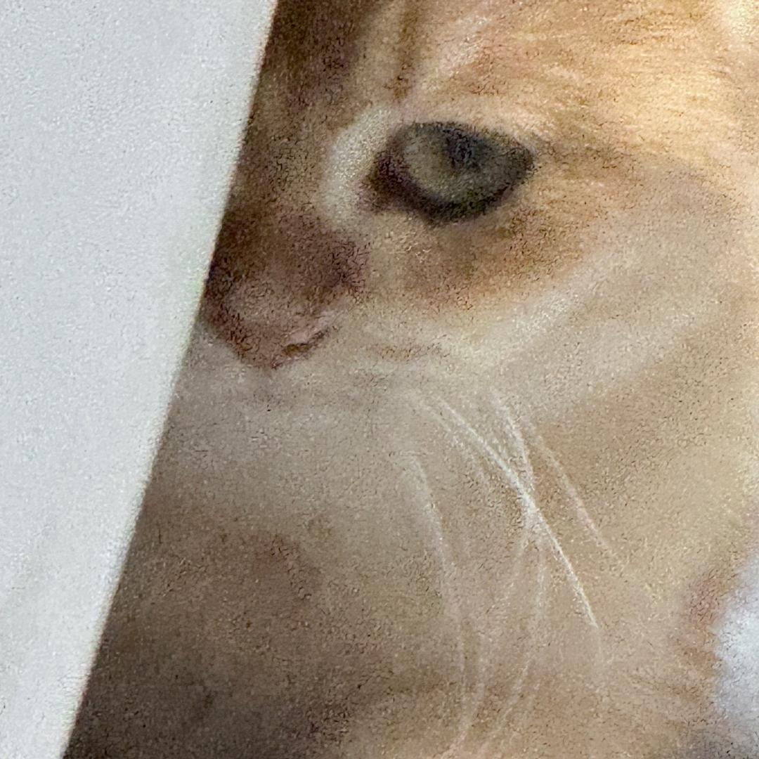 别阴我😱