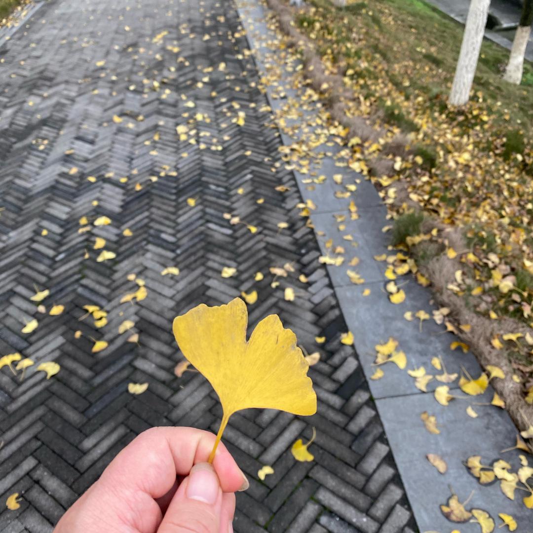 鱼粉火辣充满希望