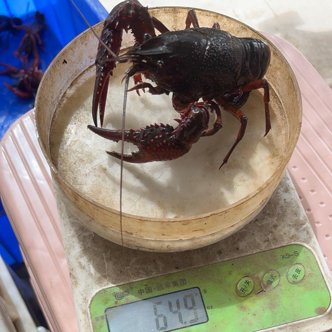 隆昌领航小龙虾