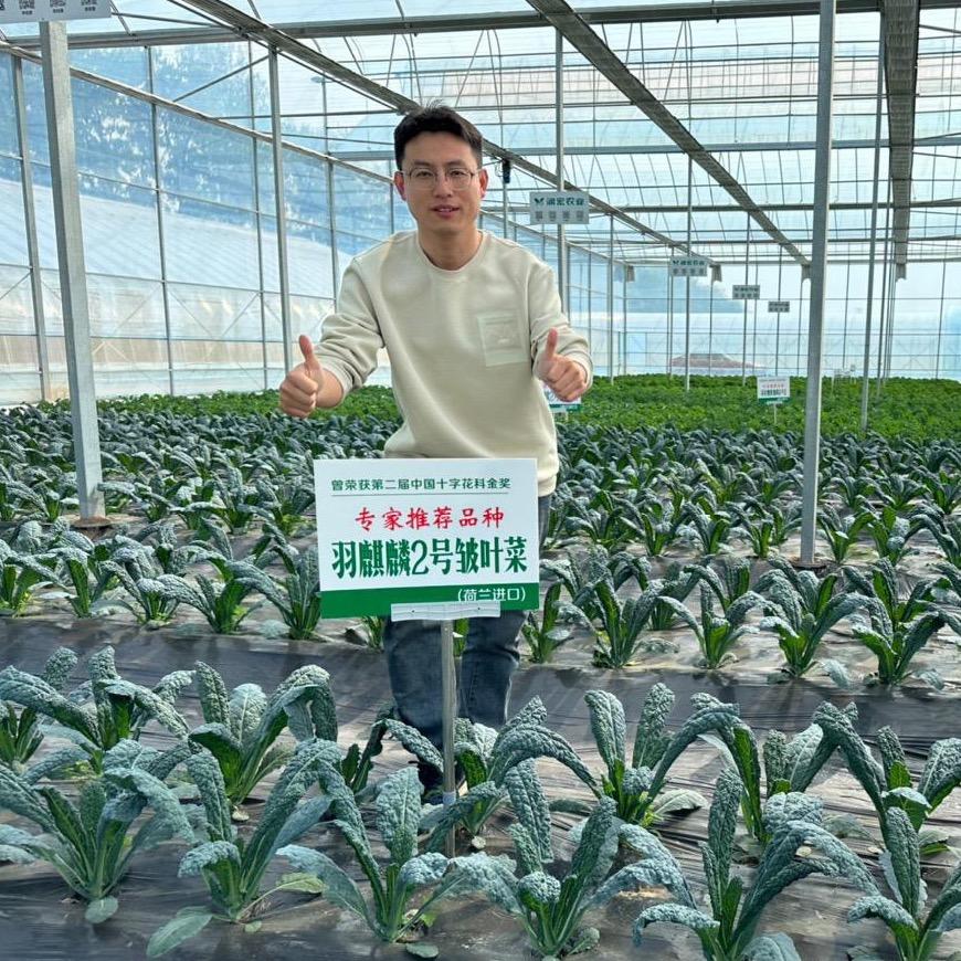 羽麒麟（进口）羽衣甘蓝种植基地