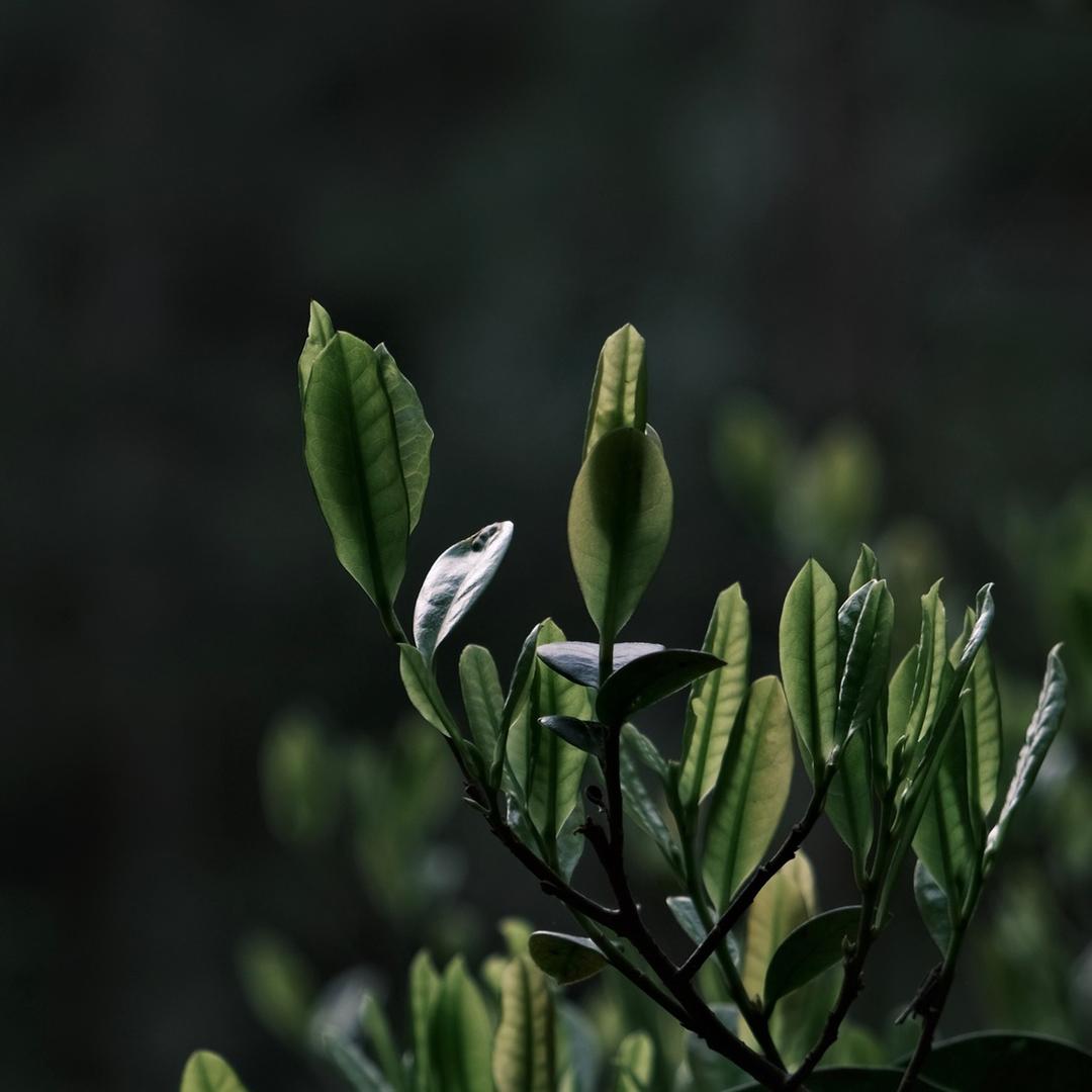 武夷山市韵佳茗琬茶叶店