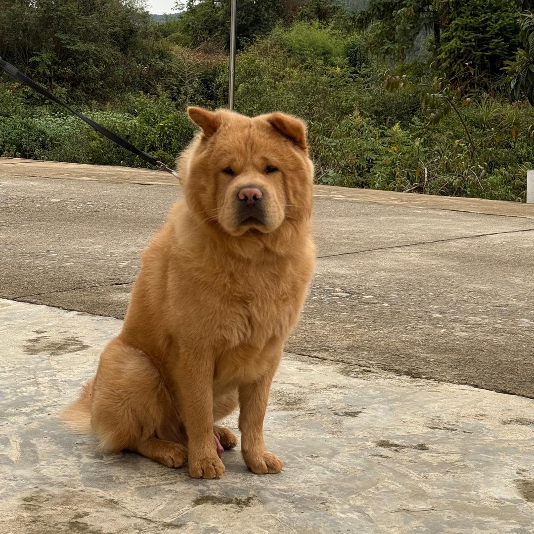 法拉利宝宝11.12