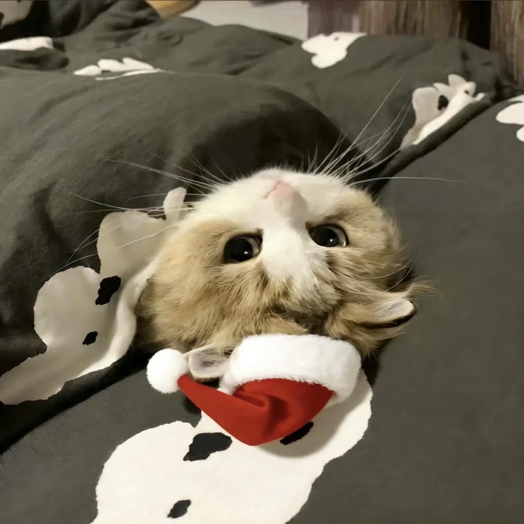 骗别人说玩字母其实偷偷往死里打