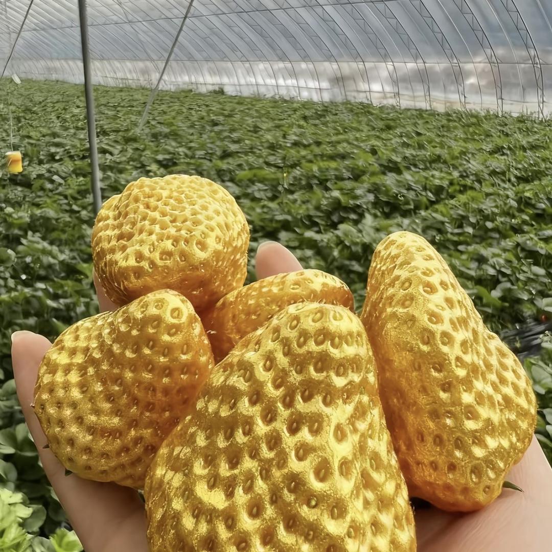 莓你不行草莓经营部莓你不行草莓经营部