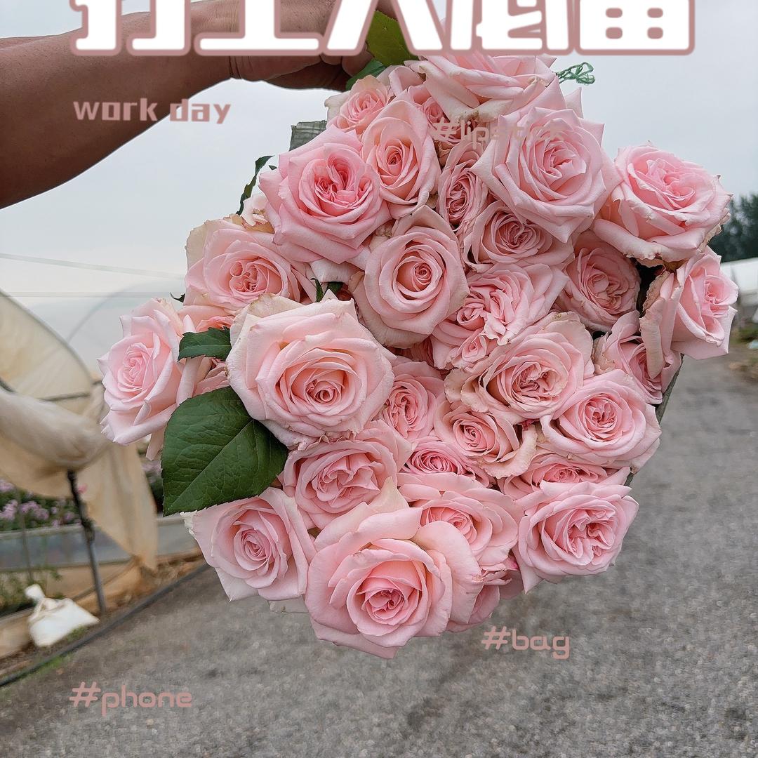 六便士的月季园