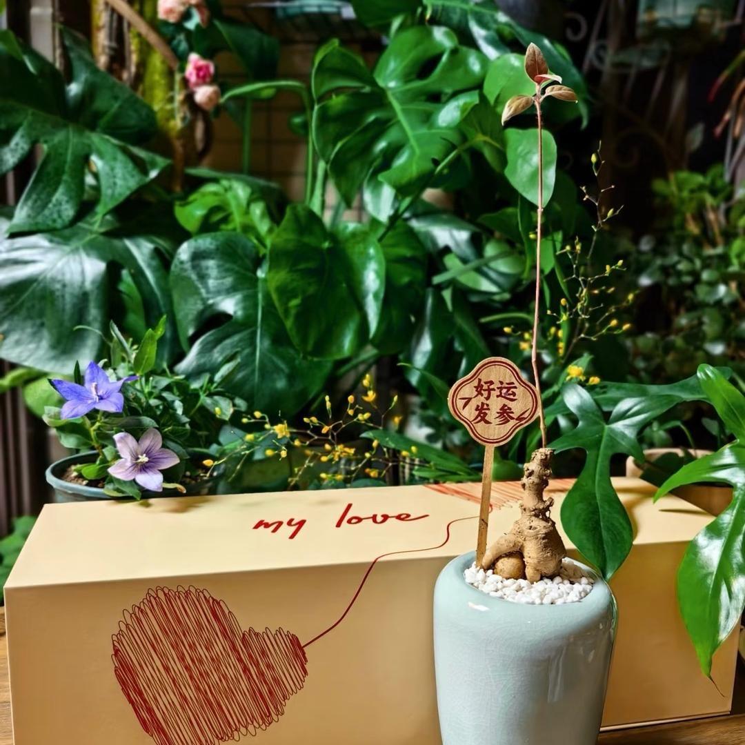 珠珠绿植花卉