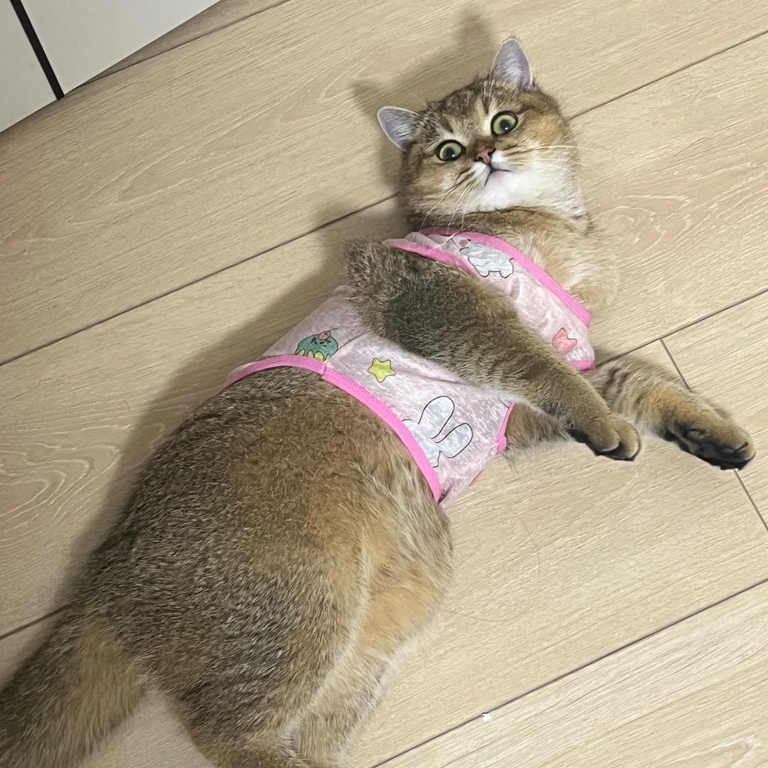 烫小花🌸