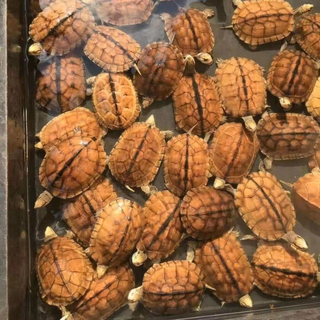三个龟龟