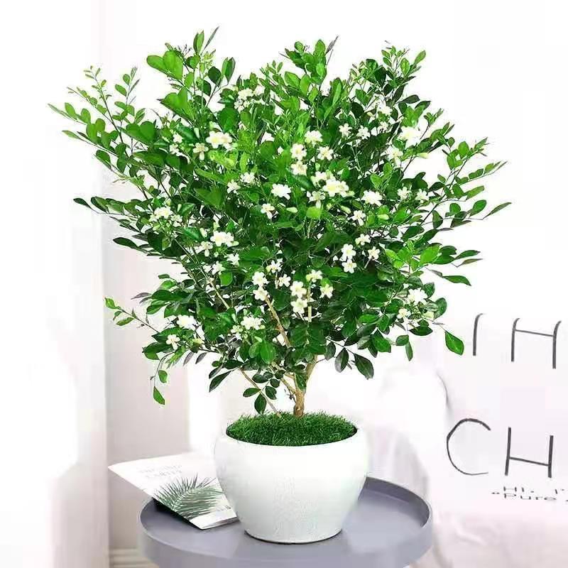 金弹子花卉绿植园