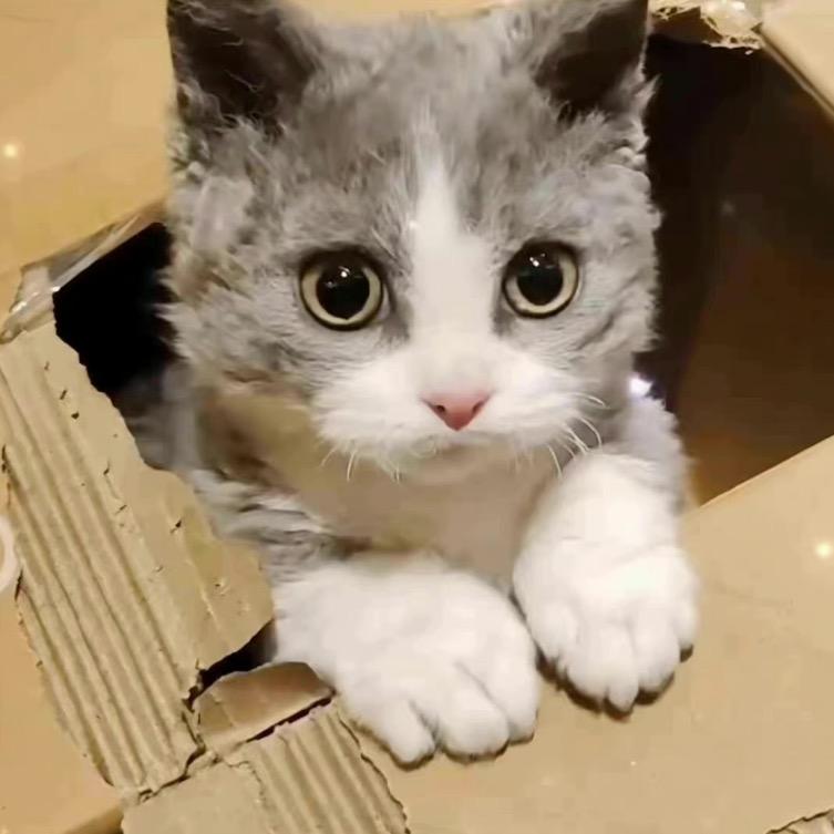 Wendy的小狸