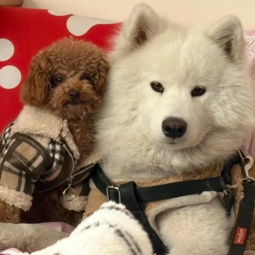 皮皮和葫芦妞的日常