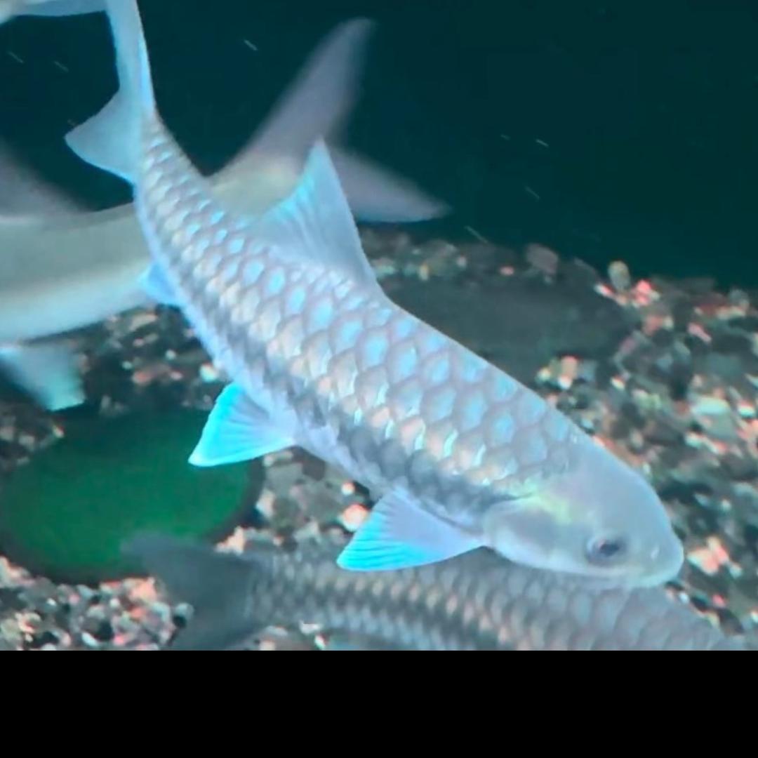 碧水吉罗水产创意屋