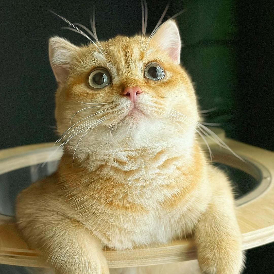 阿刁的养猫日记