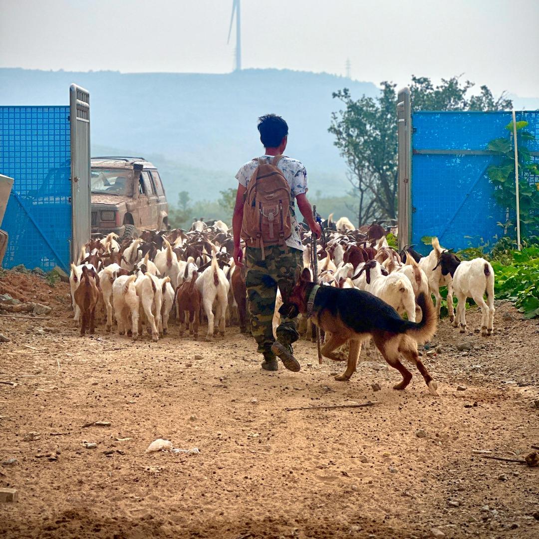 开着越野去放羊〈㱎〉