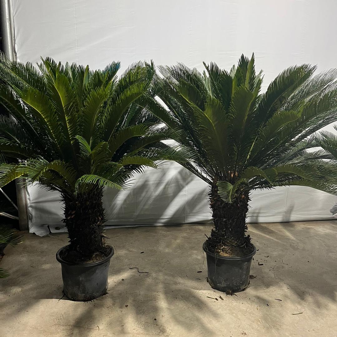 远方精品铁树