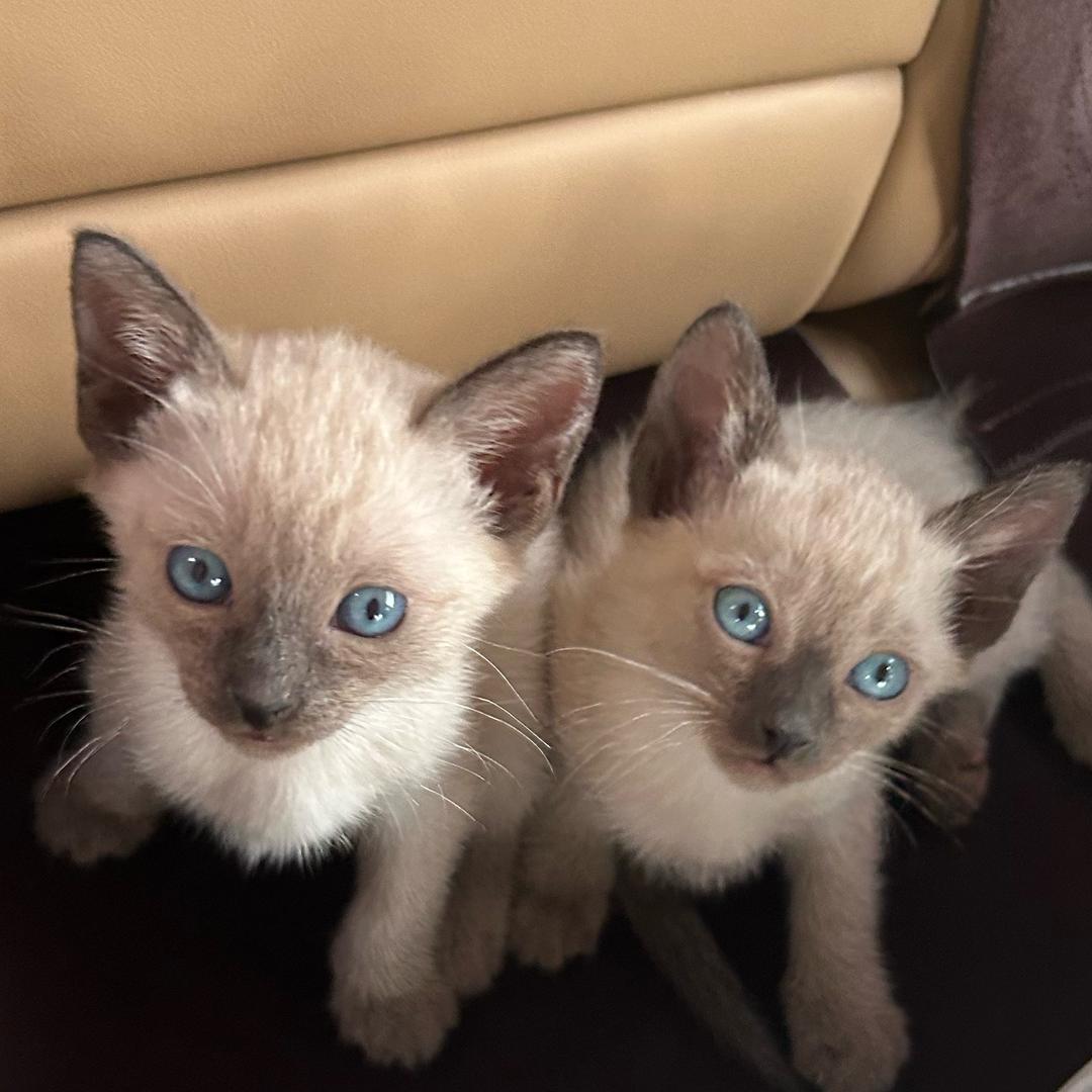 宝虎不会糊（喜欢🉑丝）