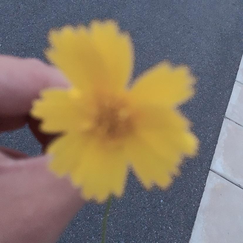 匿名Rom是小苏