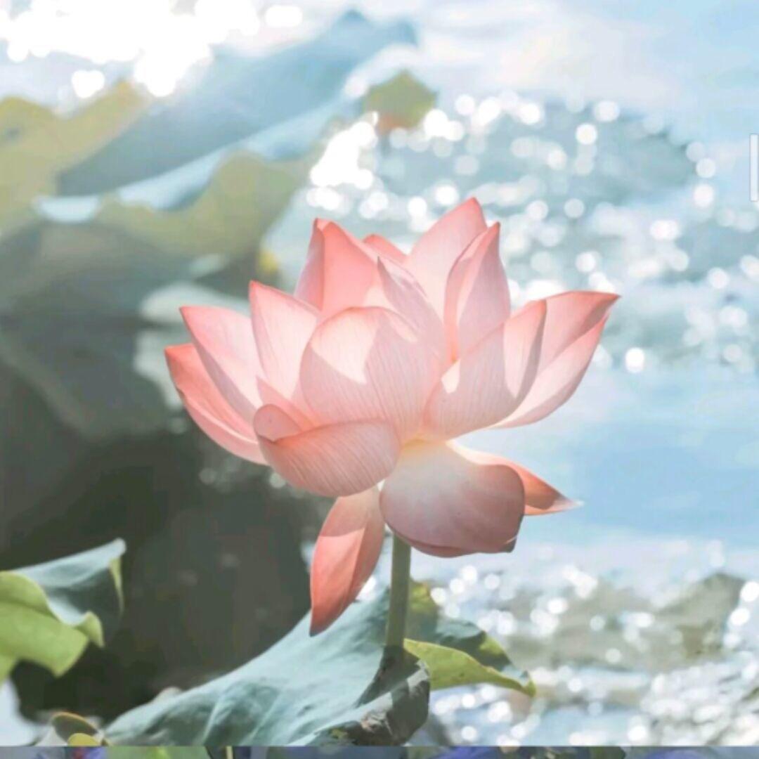 马漂亮和大象🇨🇳超幸运版