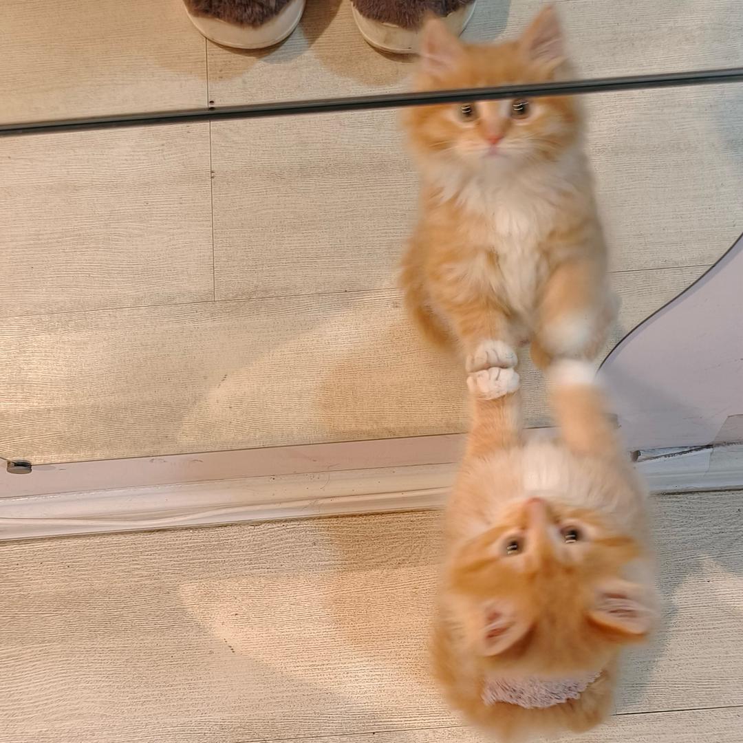 李予