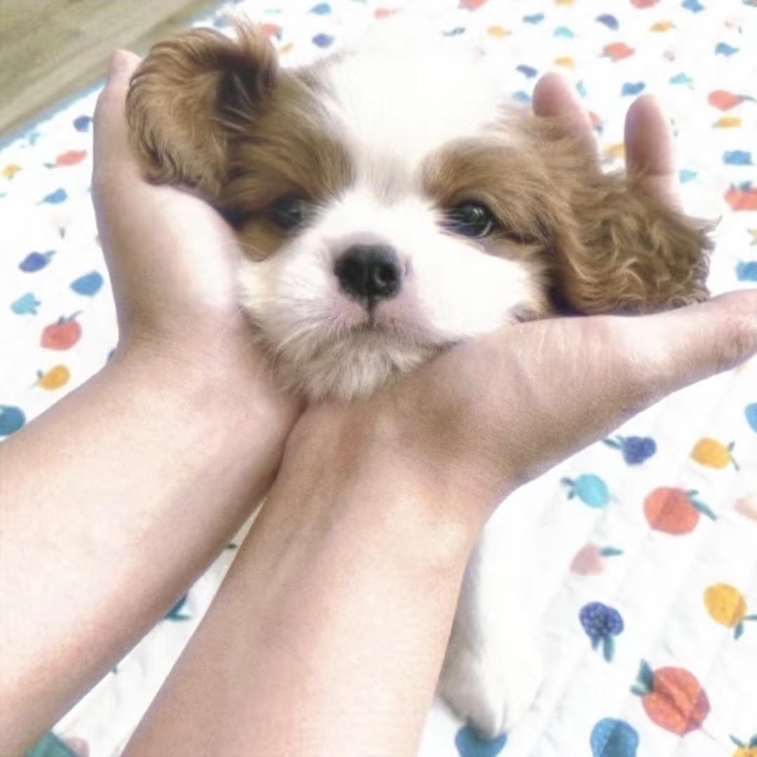 流泪狗狗头