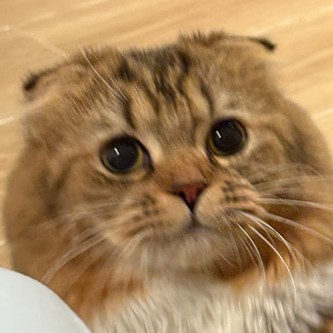 贴贴🫚