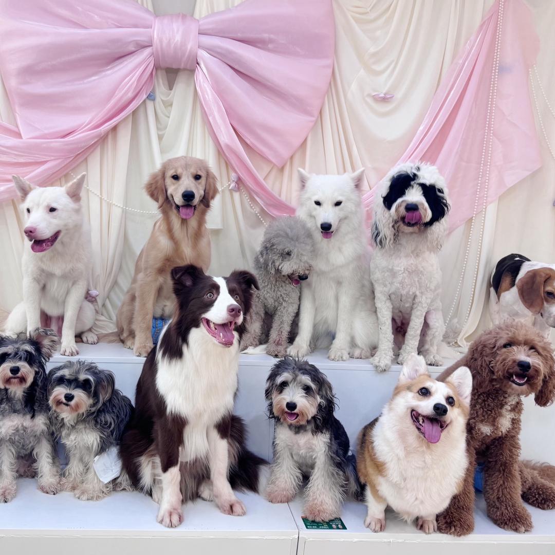 狗富贵·互相喵·猫狗咖