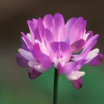 三颗柚子花草果园