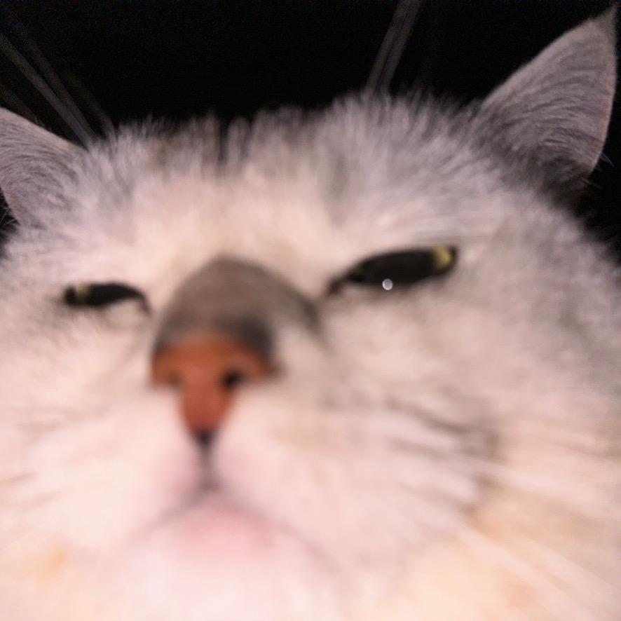 粉小猪🐷盖被