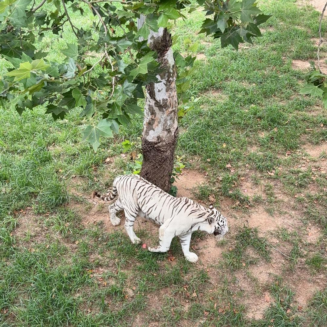 我不做大哥好多年