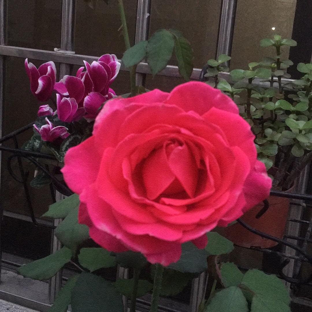 唯一（920🌶️）