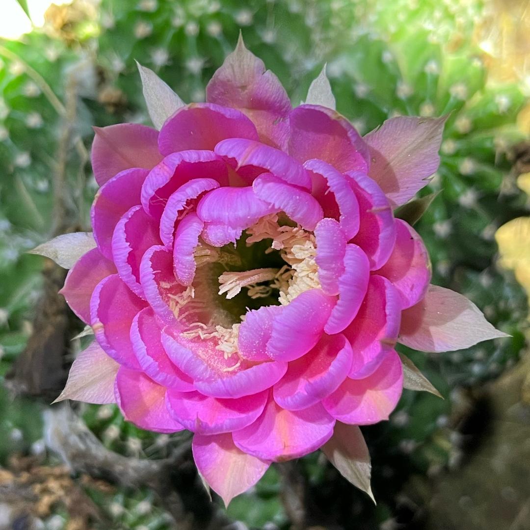 小夏仙人球园艺