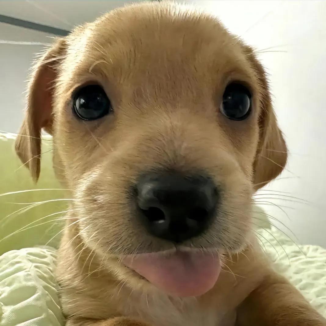邪恶的狗蛋～