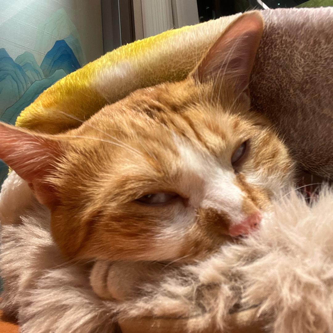 乐茶林代言人--布朗猫