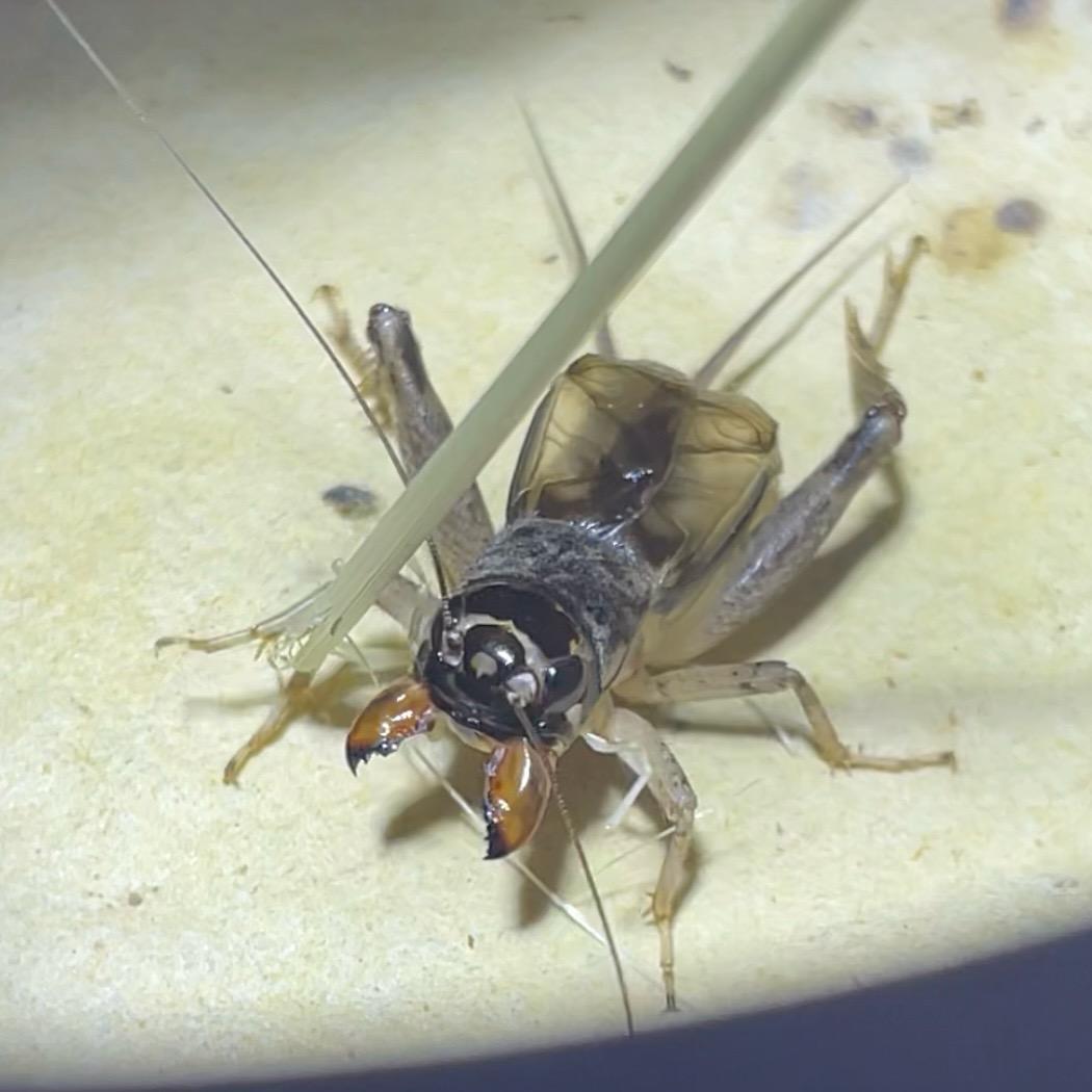 延津 不忘初心🦗