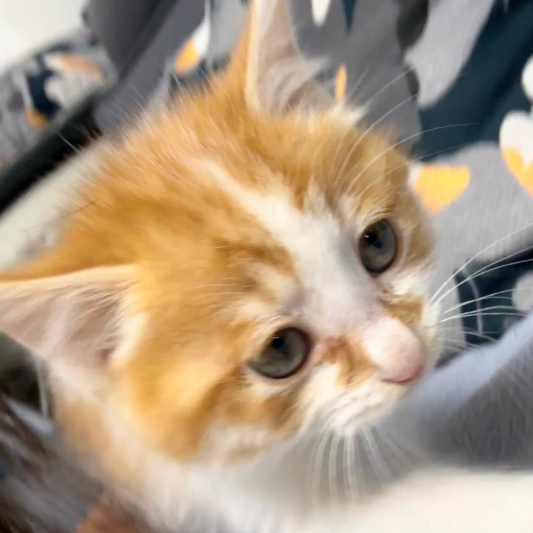 肥皂是只猫🐱