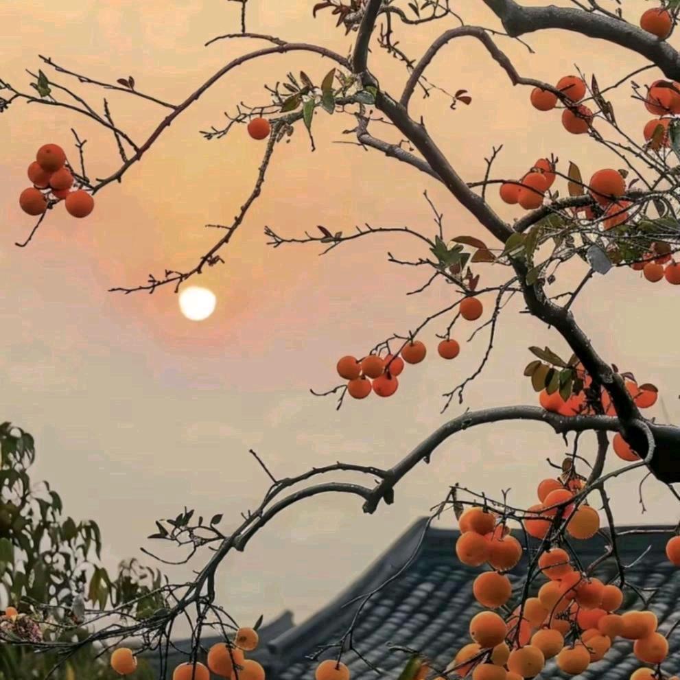 乐乐
