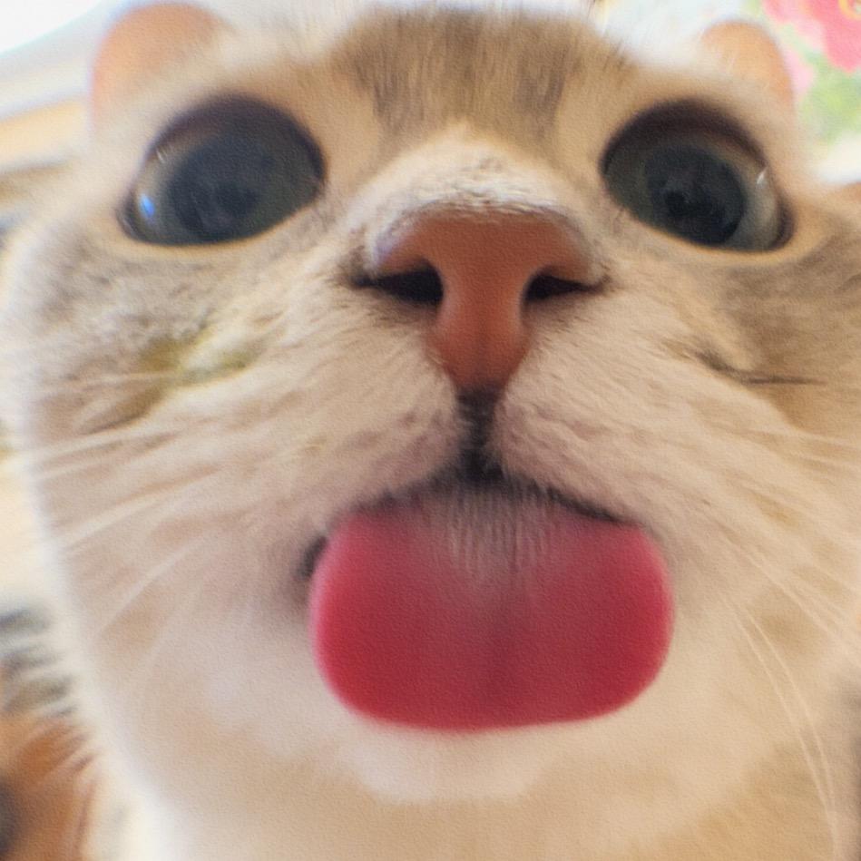 吕宏伟是奶茶色的猫🌙