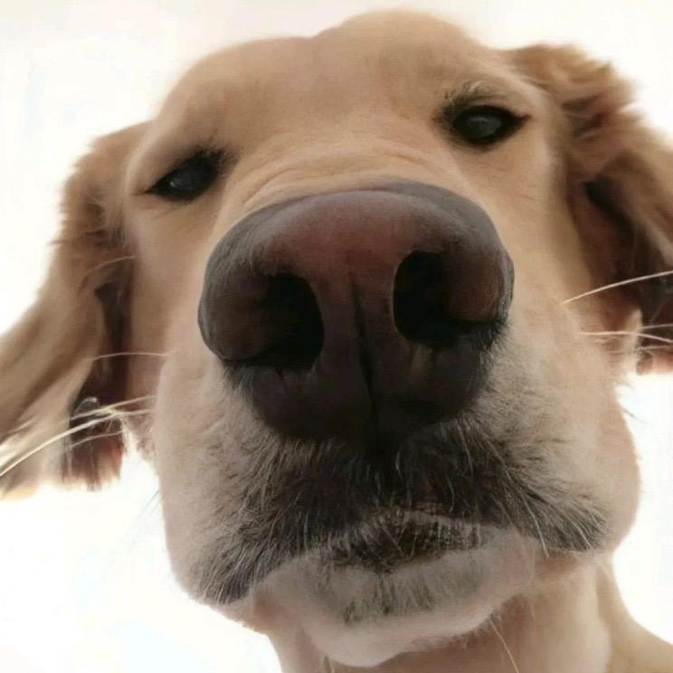 狗剩