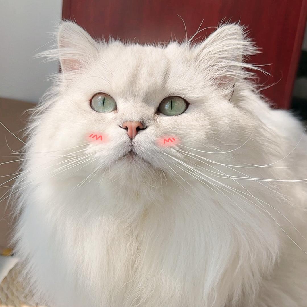 一只肥西瓜