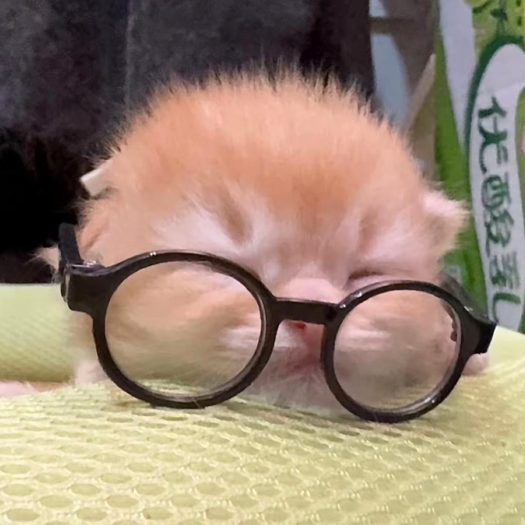 小屁熊