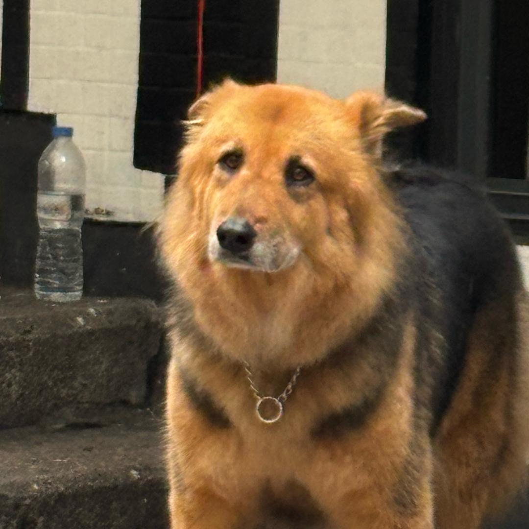 黄风岭银角大王