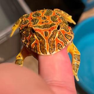 小宠爬宠随便欧