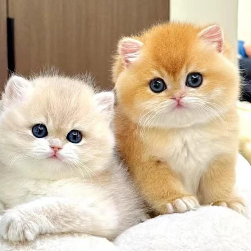 小喵喵-先生（猫崽出）