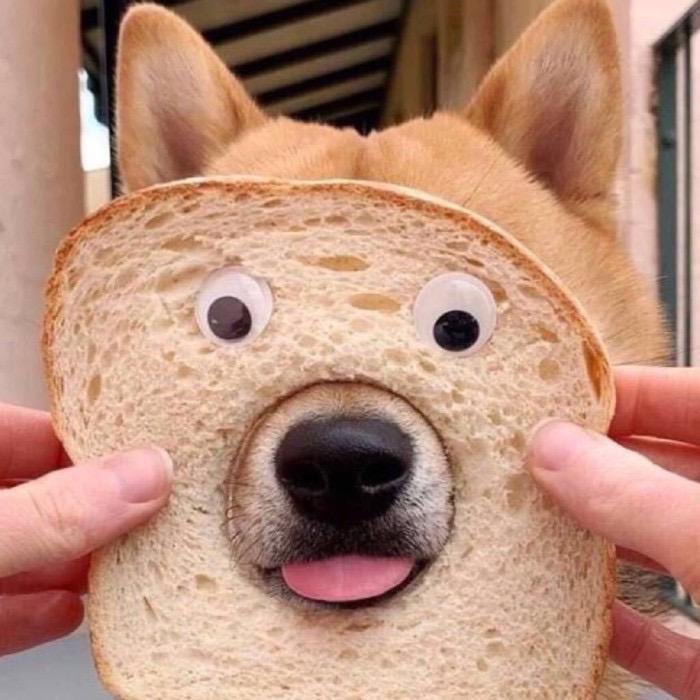 🌈雨夕丶🐶