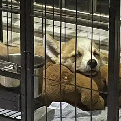 张张有只可爱的腰果🐶