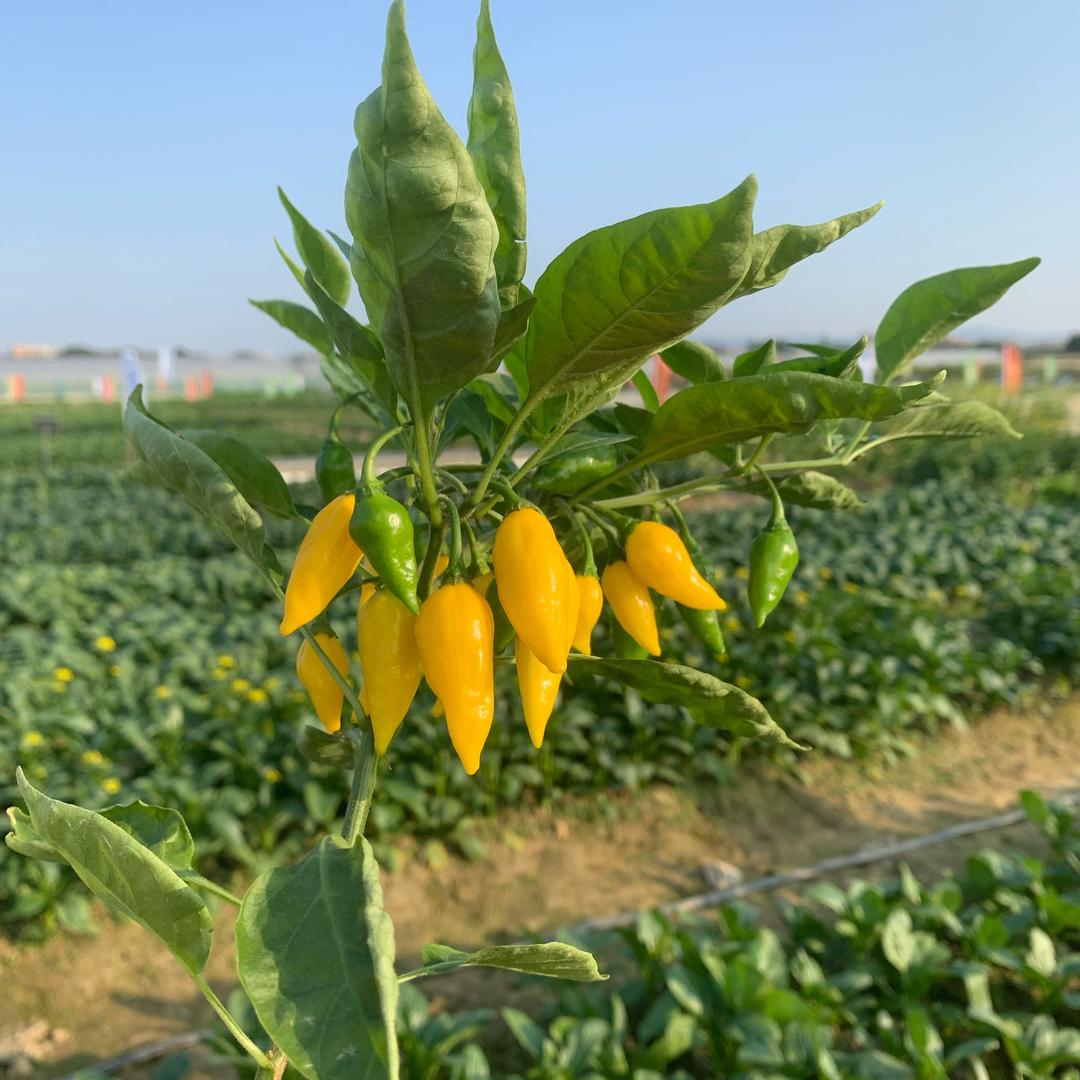 好种种好菜