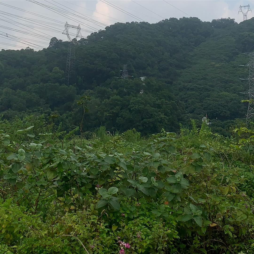 飞奔嗨牛
