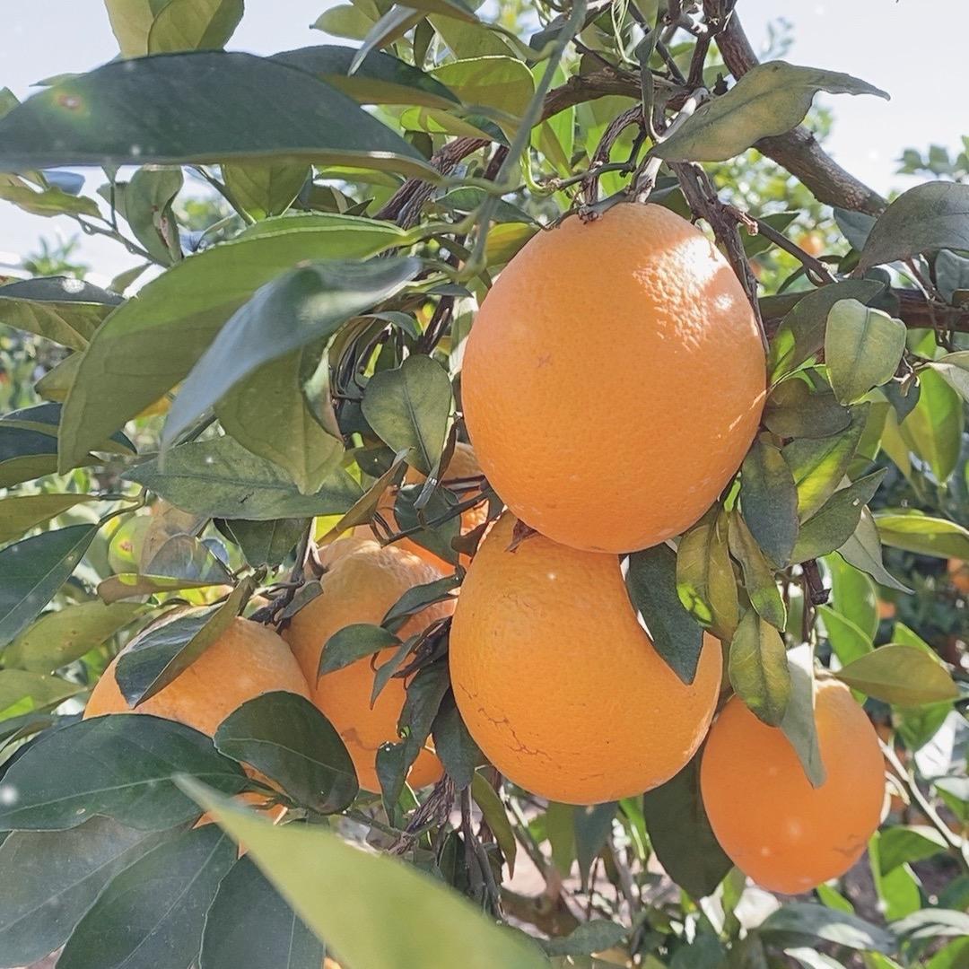 园丰脐橙