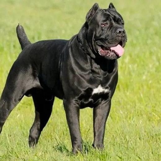 诚信卡斯罗护卫犬